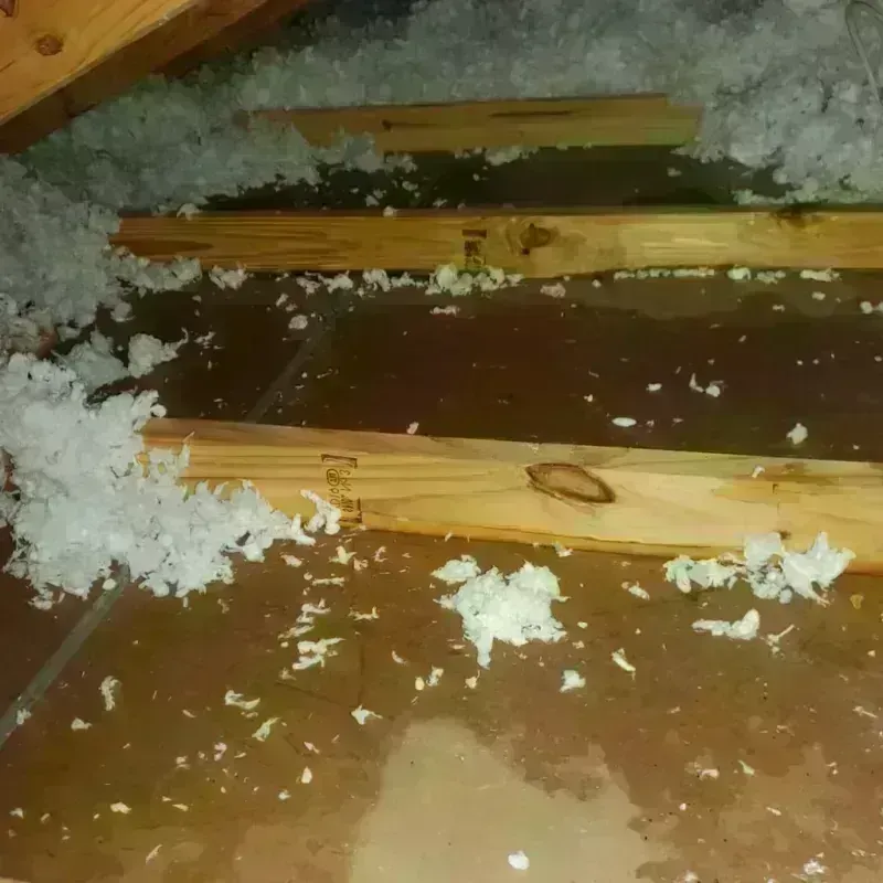 Attic Water Damage in Lutz, FL